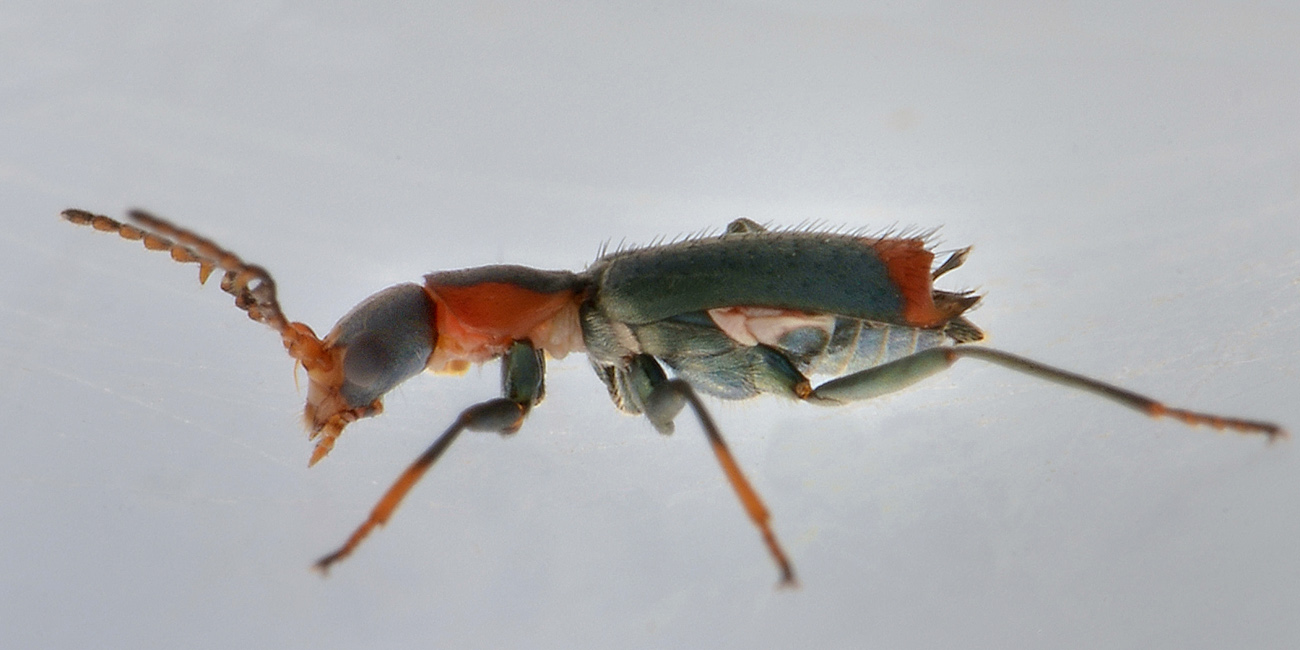 Malachiidae: Cyrtosus ovalis?  Sì, maschio